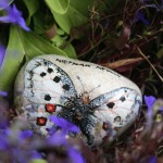 Parnassius apollo, niepylak, motyl