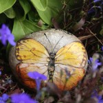 phoebis philea, motyl, kamień